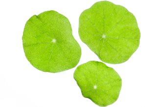 Monks cress leaves