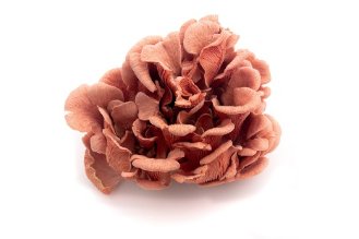 Red oyster mushrooms