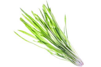 Puntarelle