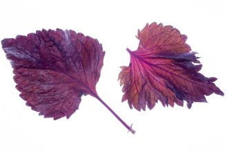 Red shiso leaves
