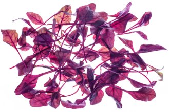 Red baby beet leaves