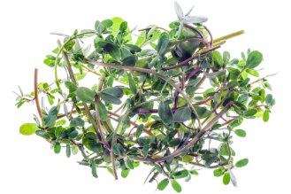 Purslane