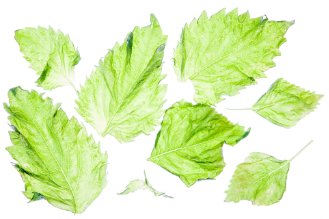 Green shiso leaves