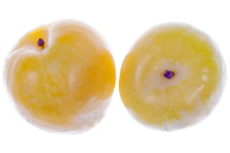 Yellow plum