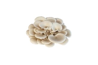 White oyster mushrooms