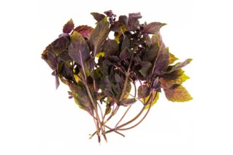 Purple basil