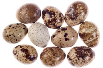 Quail eggs