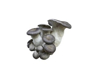 Black pearl mushrooms