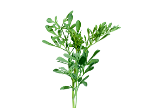Ruta chalepensis