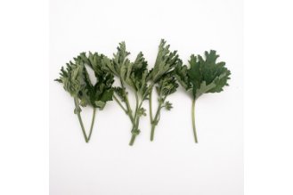 Rose Geranium