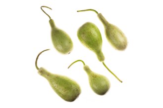Kara Pumpkin (Bottle Gourd)