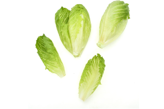 Gambit Lettuce