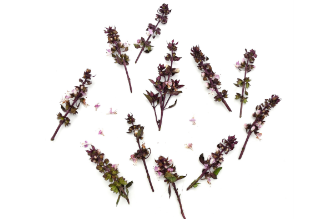 Purple Basil Blossoms