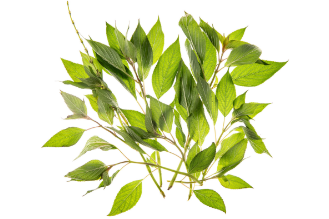 Pineapple Sage
