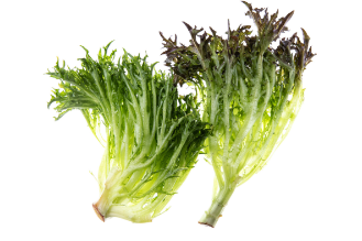 Frisée (Curly Endive)
