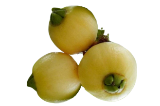 Panama berry