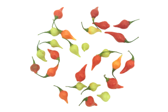 Colorful Mini Bell Peppers
