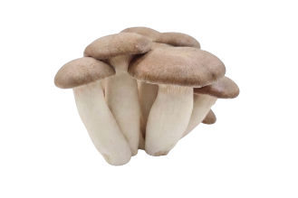 Malkat HaYaar Mushrooms - YAAR Farm
