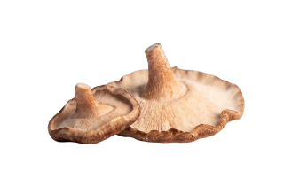Fresh Shiitake Mushrooms - YAAR Farm