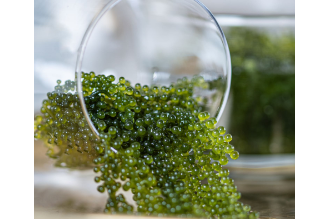 Sea Grapes - Umibudo (Green Caviar)