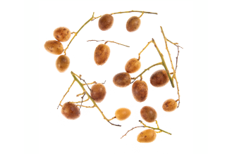 Panama berry
