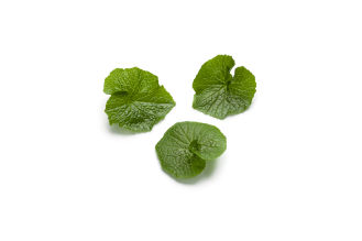 Baby Wassabi leaves