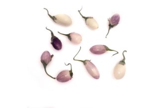 Baby white eggplant