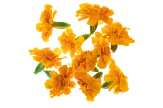 Orange Tagetes Flowers