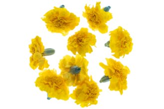 Yellow Tagetes flowers