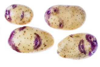 "Apache" potatoes