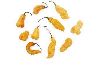 Madame Jeanette Hot Pepper