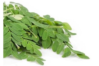 Moringa leaves