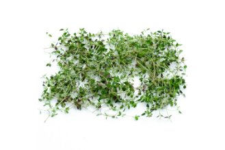 Micro Thyme