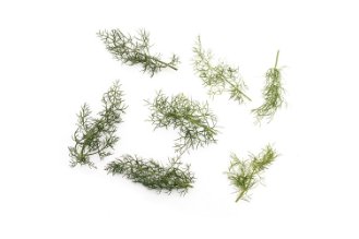 Micro fennel