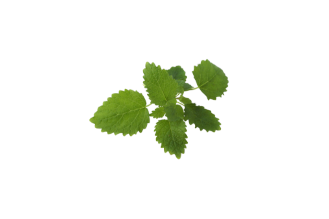 Lemon balm