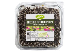 Black lentils sprouts