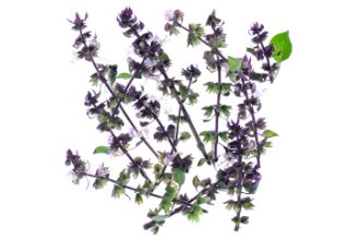 Purple Basil Blossoms