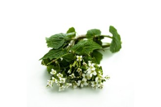 Wasabi flowers