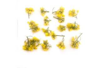 Mustard flowers