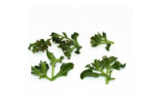 Micro Ice-plant
