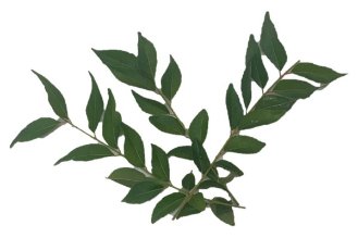 Curry Leaves
