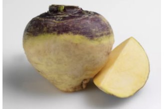 Rutabaga root